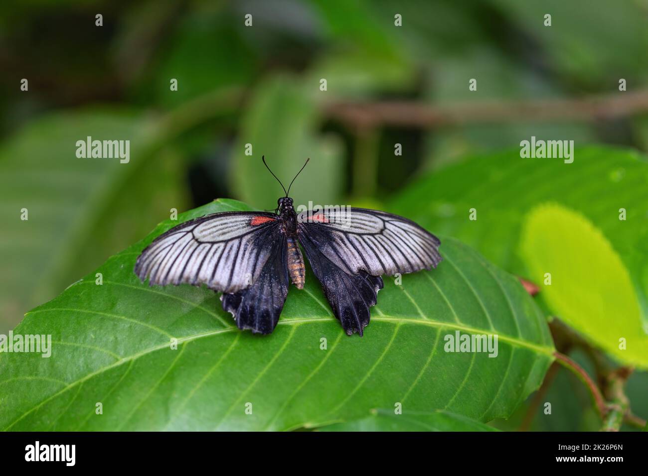 Vue sur le papillon rouge du postier (Heliconius erato) avec ailes ouvertes. Banque D'Images