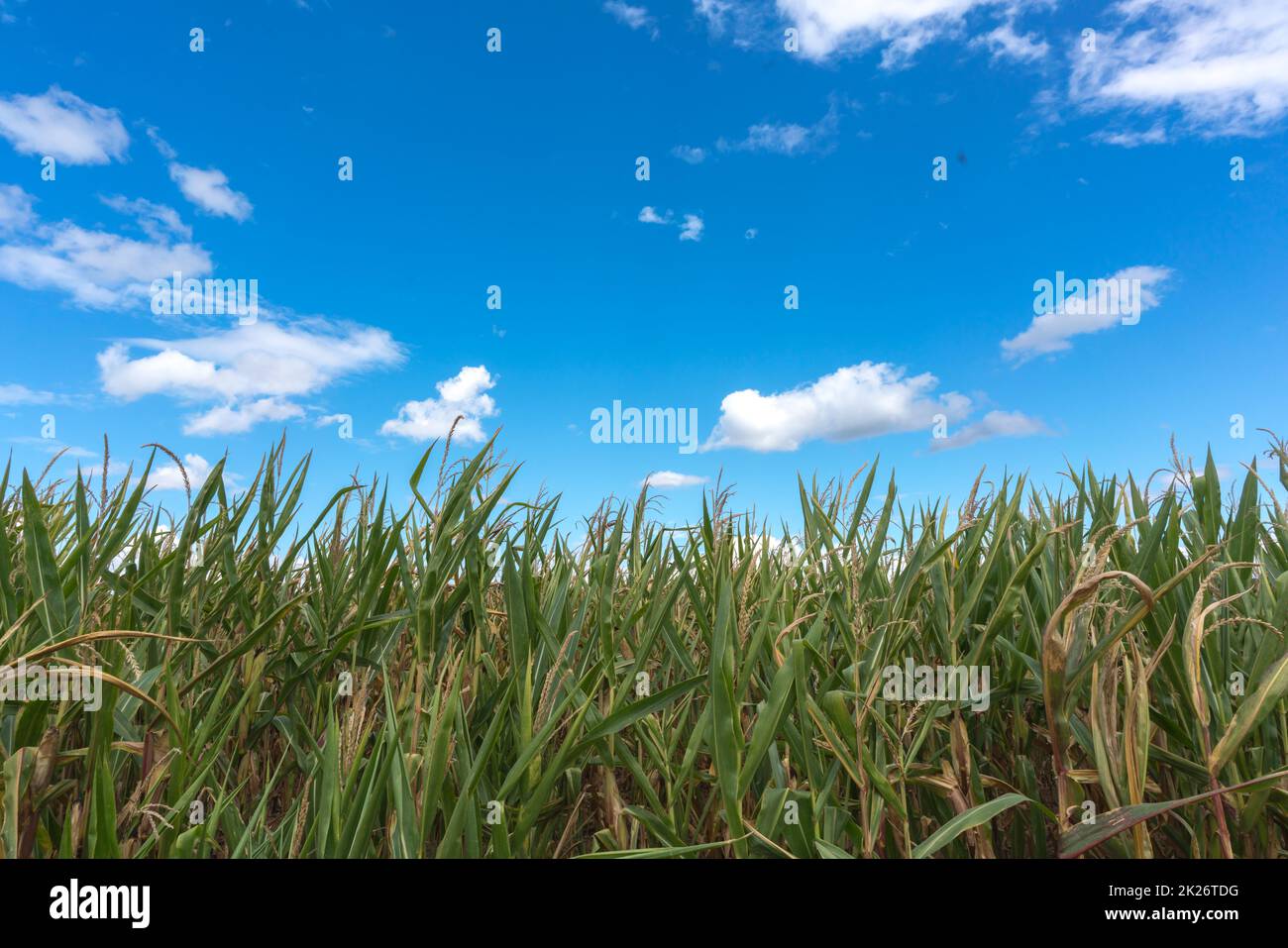 Plan de rangée de plants de maïs avant récolte à la fin de l'été contre le ciel bleu au soleil Banque D'Images