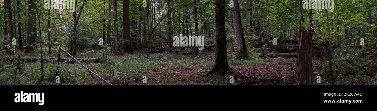 Paysage naturel de forêt automnale à feuilles caduques Banque D'Images