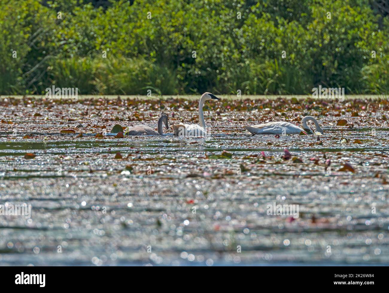 Famille de cygnes trompettes se nourrissant dans un lagon marécageux Banque D'Images