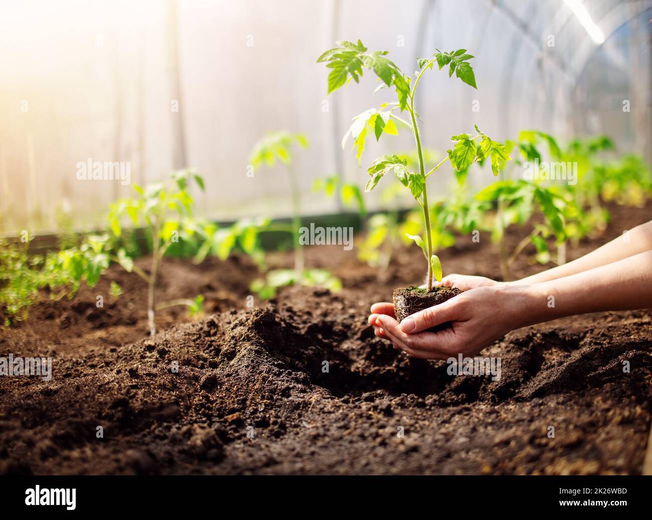 Les mains humaines plantant des pousses de tomatos en serre Banque D'Images