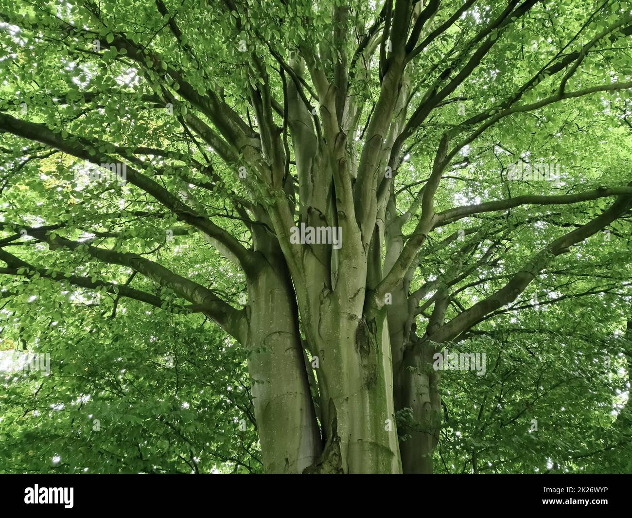 Un très vieux arbre torsadé avec beaucoup de racines. Banque D'Images