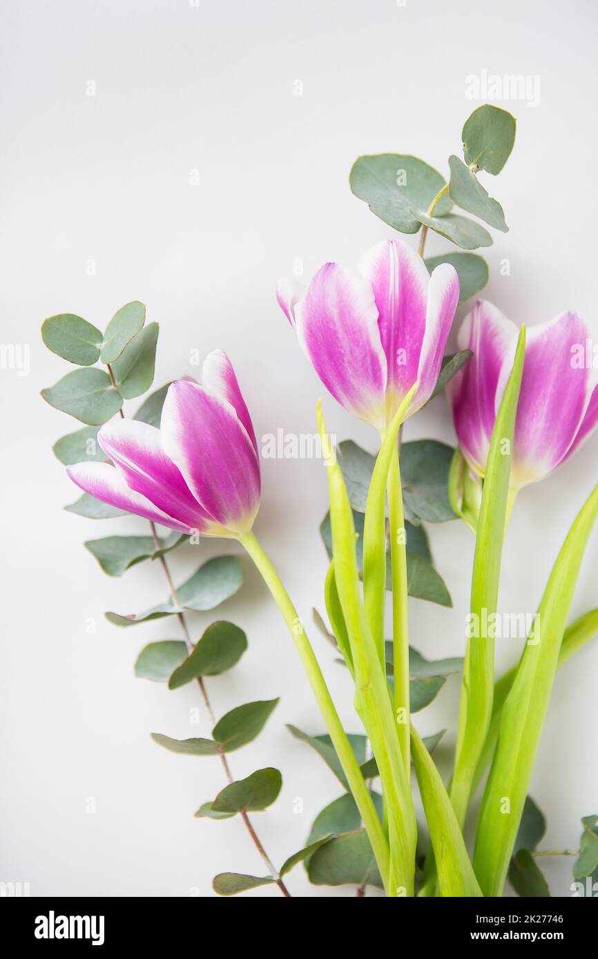 Magnifique tulipe rose avec eucalyptus sur une chaise blanche. Ambiance printanière, le 8 mars. Gros plan, vue de dessus. Banque D'Images