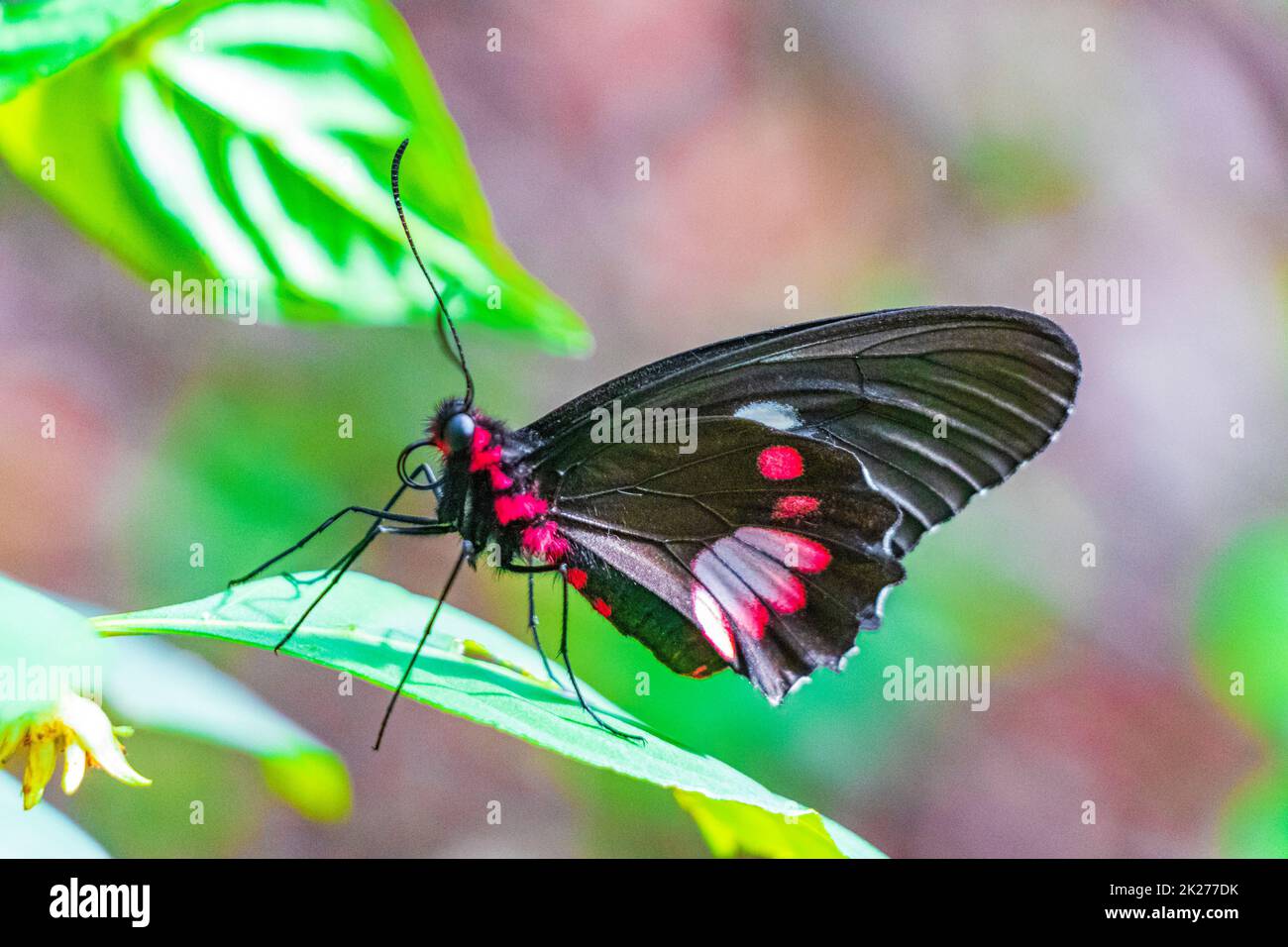 Rouge noir noble papillon tropical sur fond vert nature brésil. Banque D'Images