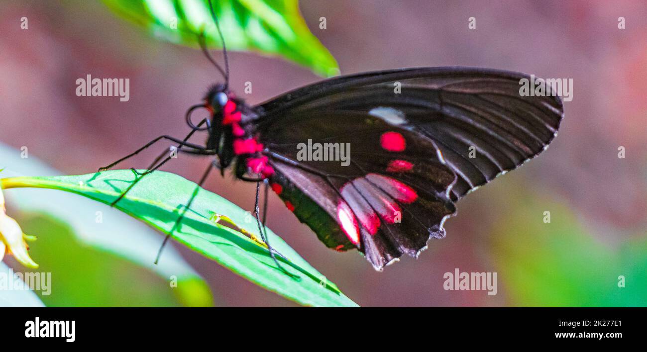 Rouge noir noble papillon tropical sur fond vert nature brésil. Banque D'Images