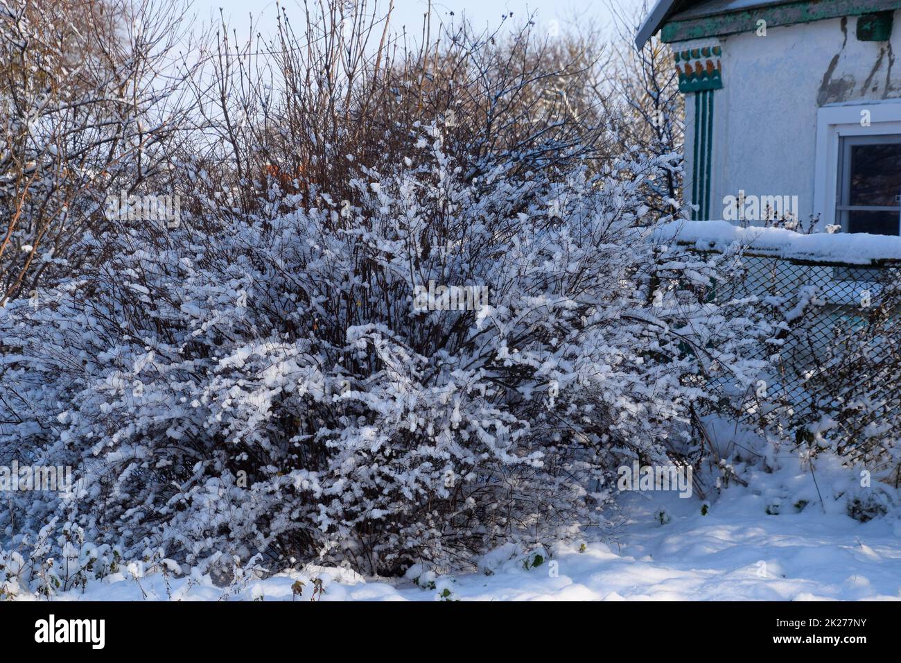 Arbuste luxuriant, dont les branches sont dans la neige. Hiver dans le jardin. Banque D'Images