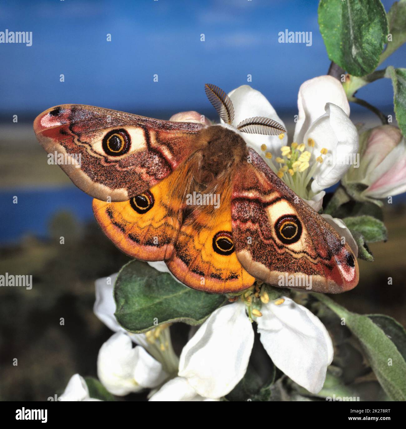 Kleines Nachtpfauenauge,Saturnia pavonia, männlich, an Apfelblüten Banque D'Images