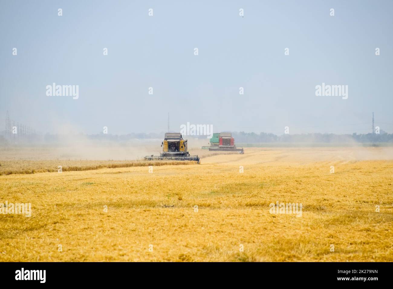La récolte de blé avec une moissonneuse-batteuse. Banque D'Images