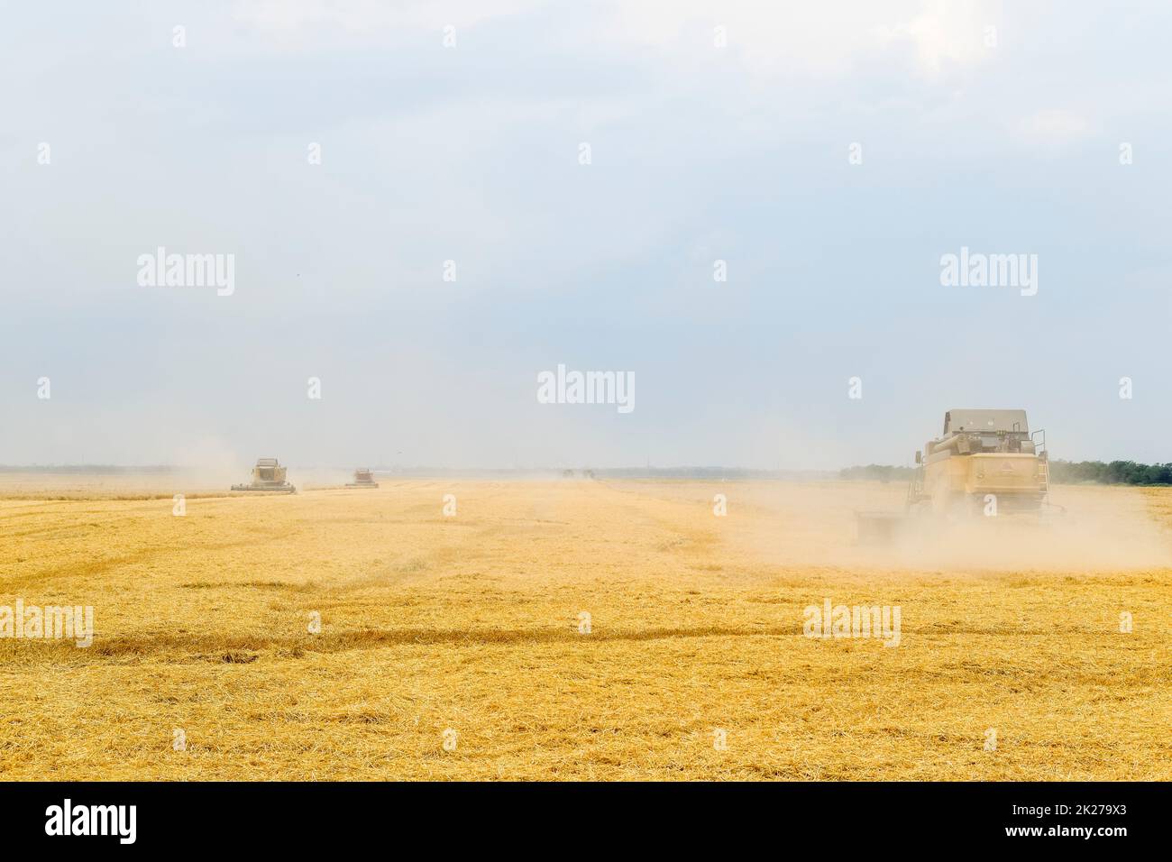 La récolte de blé avec une moissonneuse-batteuse. Banque D'Images