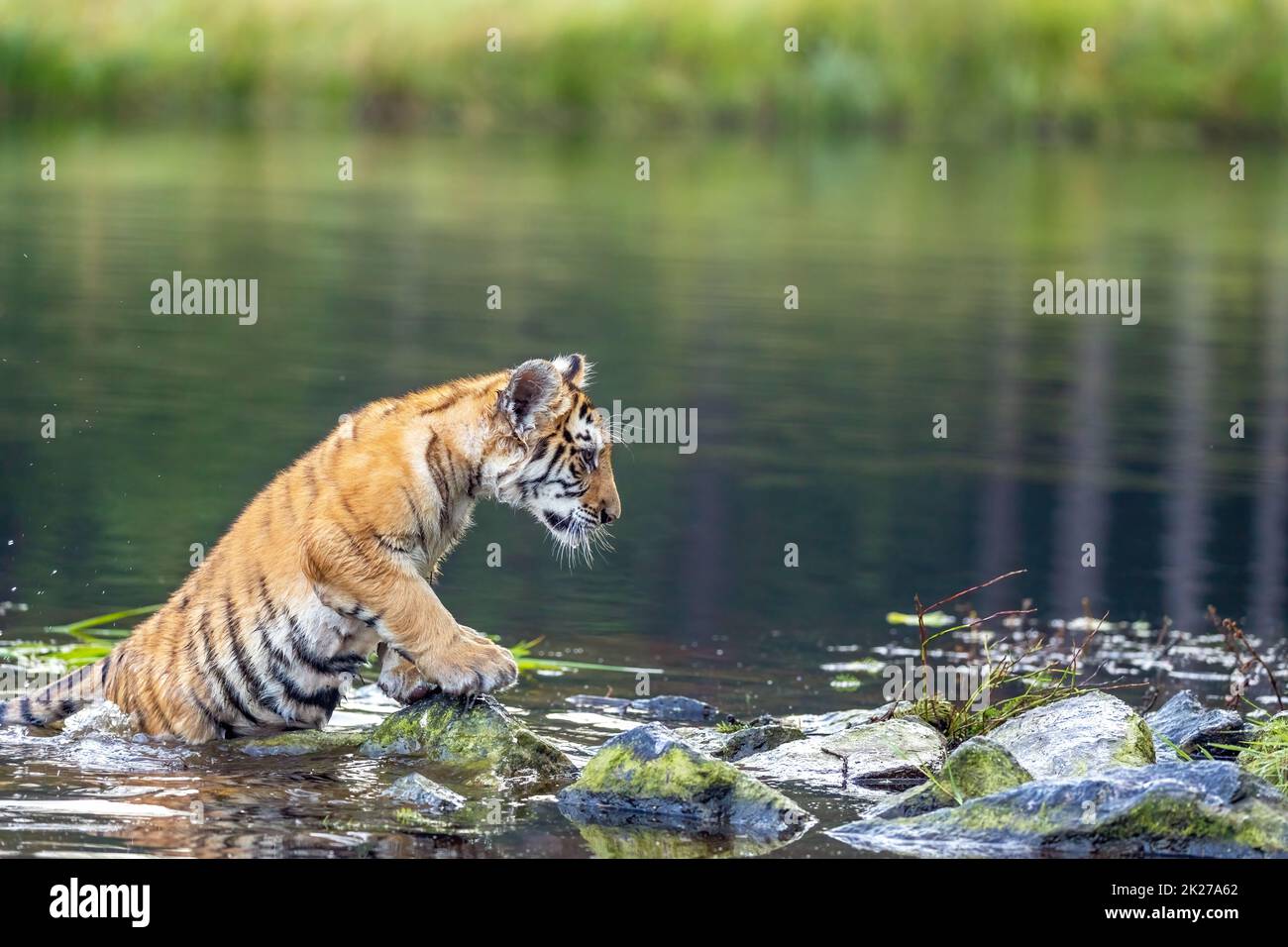 Le cub tigre du Bengale pose dans le lac. Banque D'Images