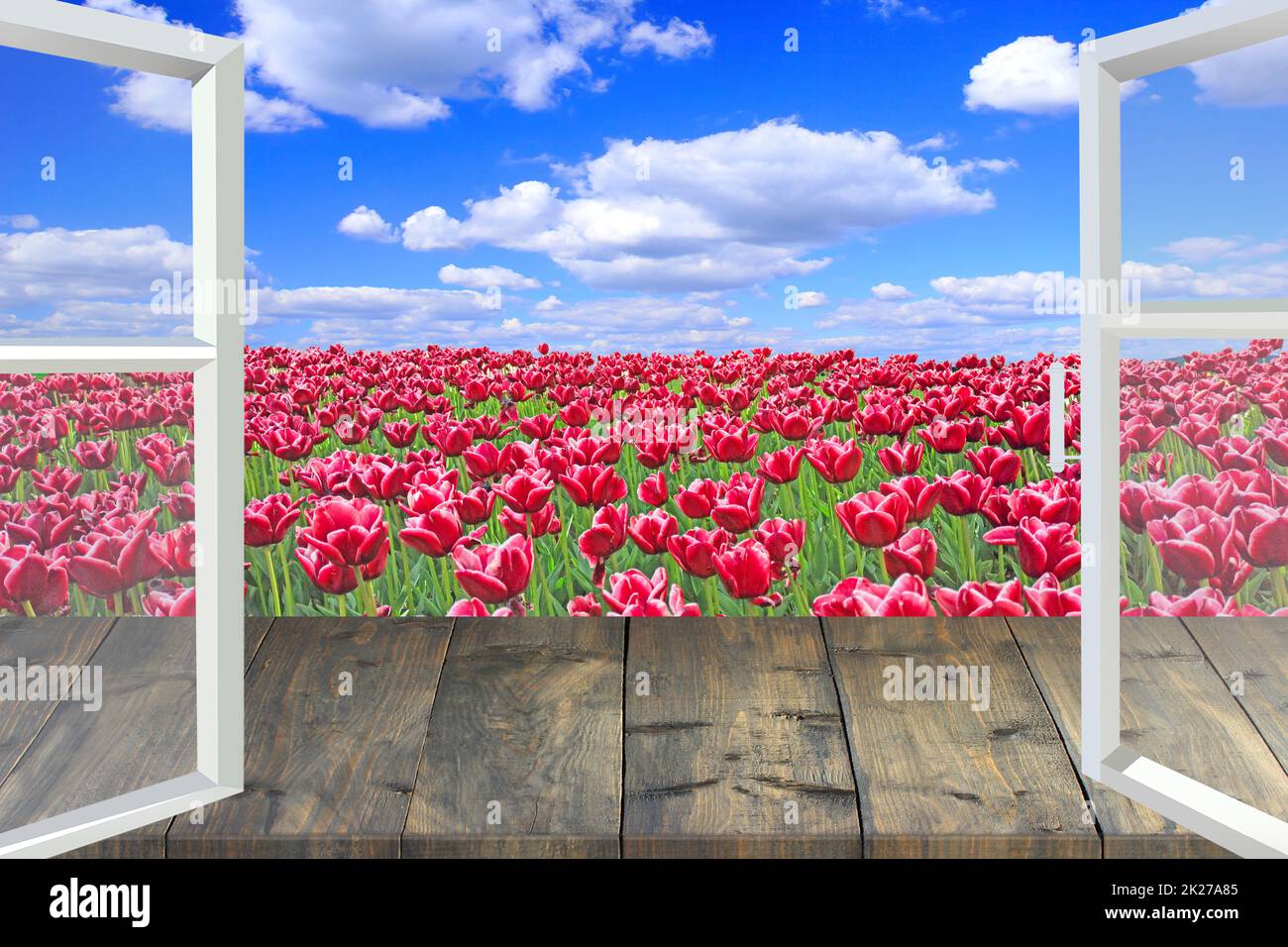 Fenêtre ouverte donnant sur un champ de tulipes rouges. Maison jardin Banque D'Images