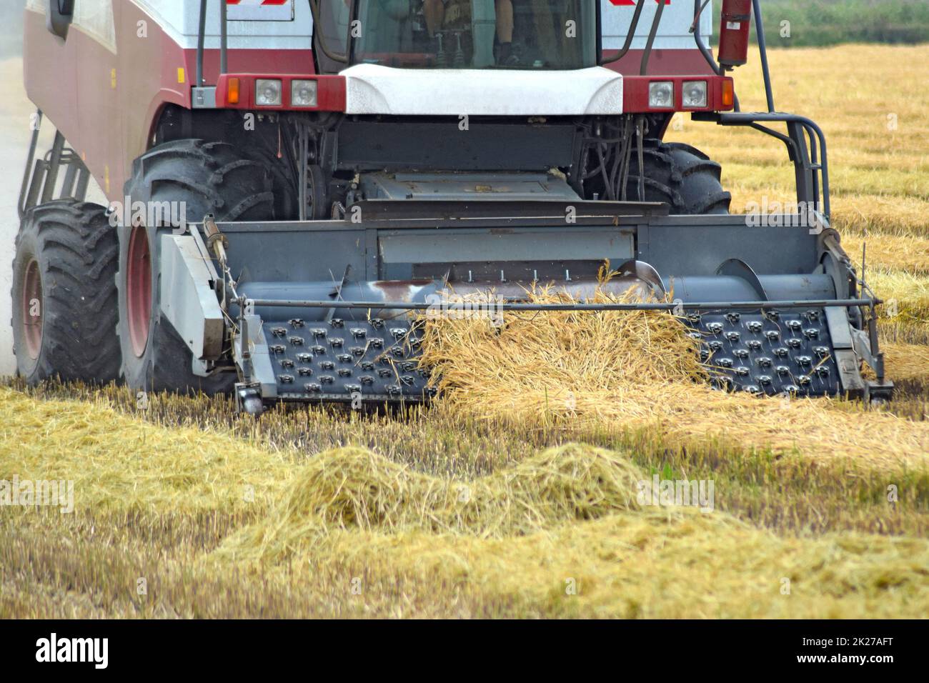 Battage du riz en pente de collecte. La récolte des machines agricoles sur le terrain. Banque D'Images