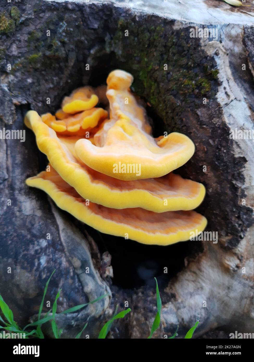 Teinter le champignon jaune-soufre dans le creux d'une souche Banque D'Images