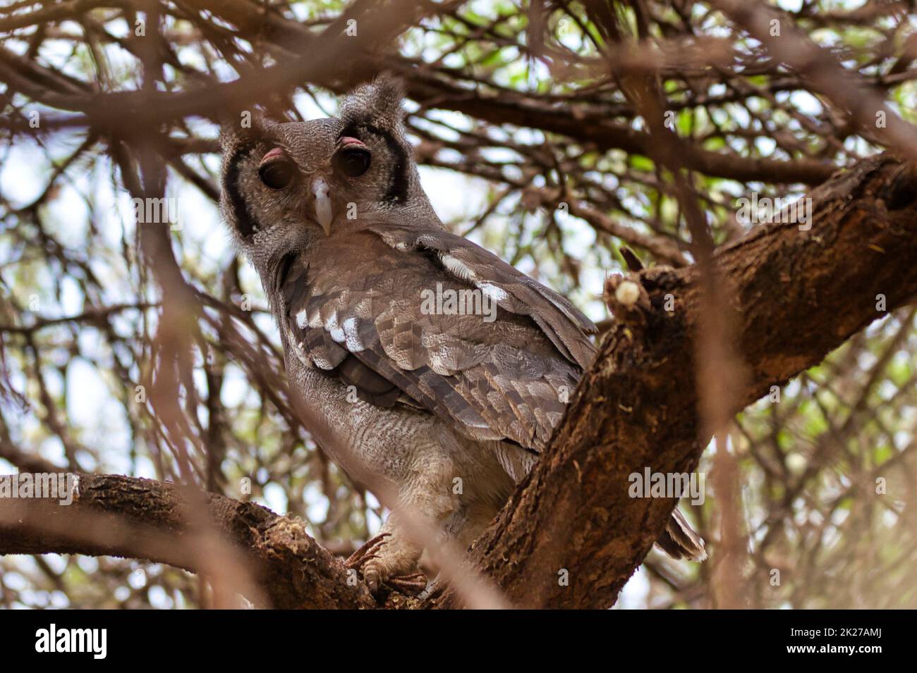 L'aigle-hibou de Verreaux, Bubo lacteus, se trouve entre les branches d'un arbre. Banque D'Images