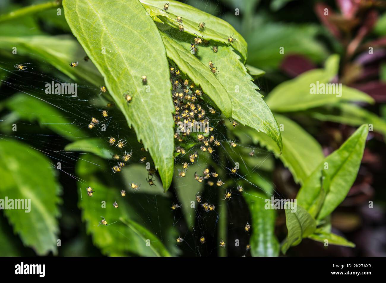 Macro de nid d'araignée avec araignées de jardin de bababs 3 Banque D'Images