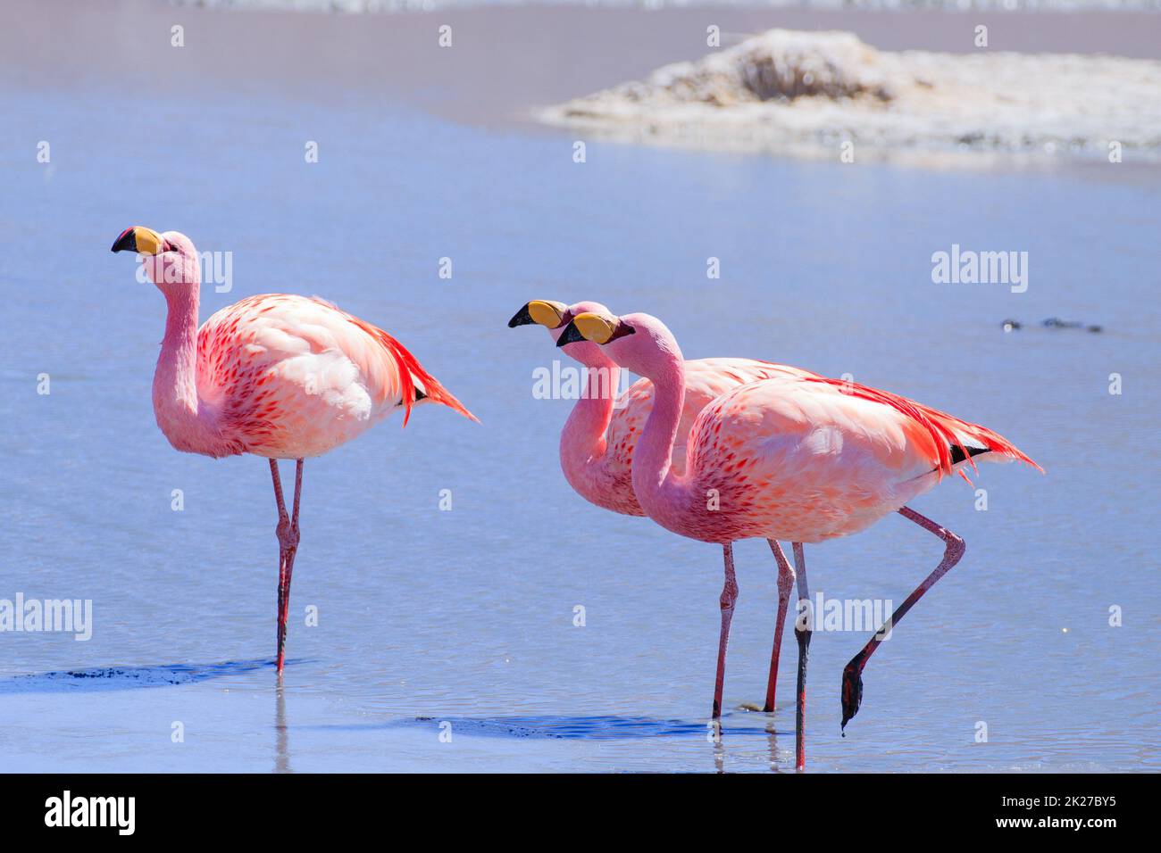 Laguna Hedionda flamangos, Bolivie Banque D'Images