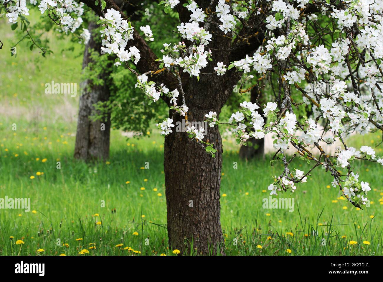 Fleur de printemps l'arrière-plan. Une nature magnifique scène avec arbre fleurissant. d'Apple. Banque D'Images