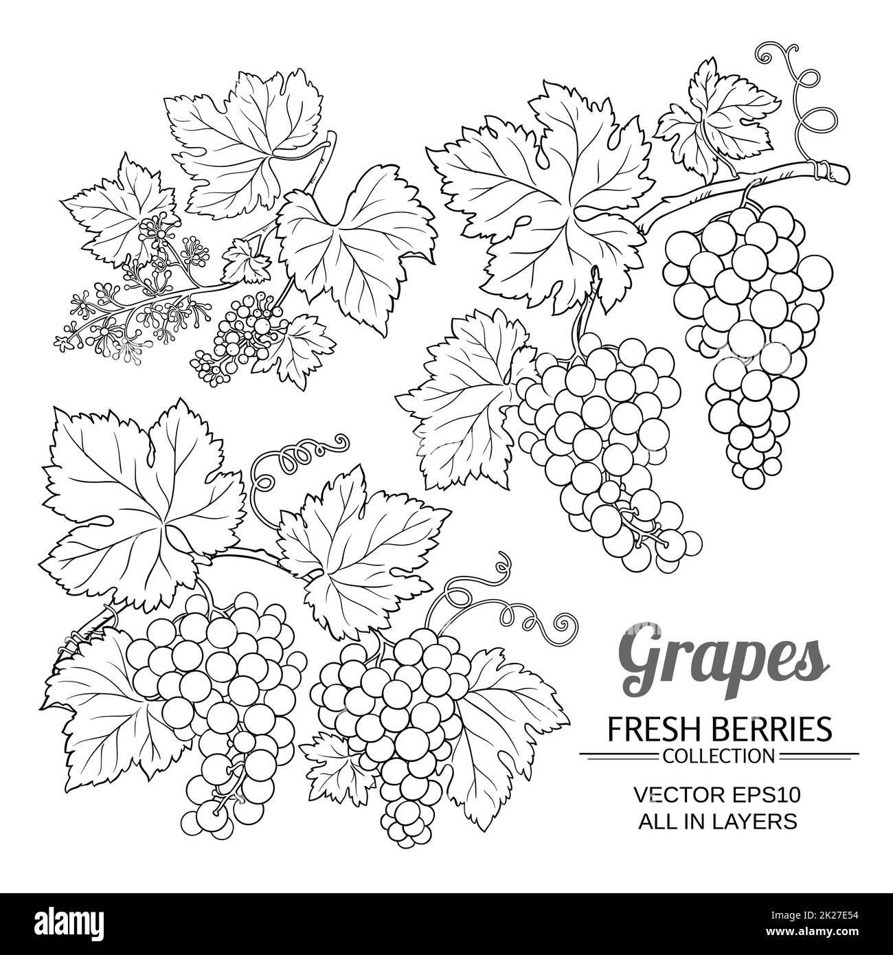 ensemble de vecteur de raisin Banque D'Images