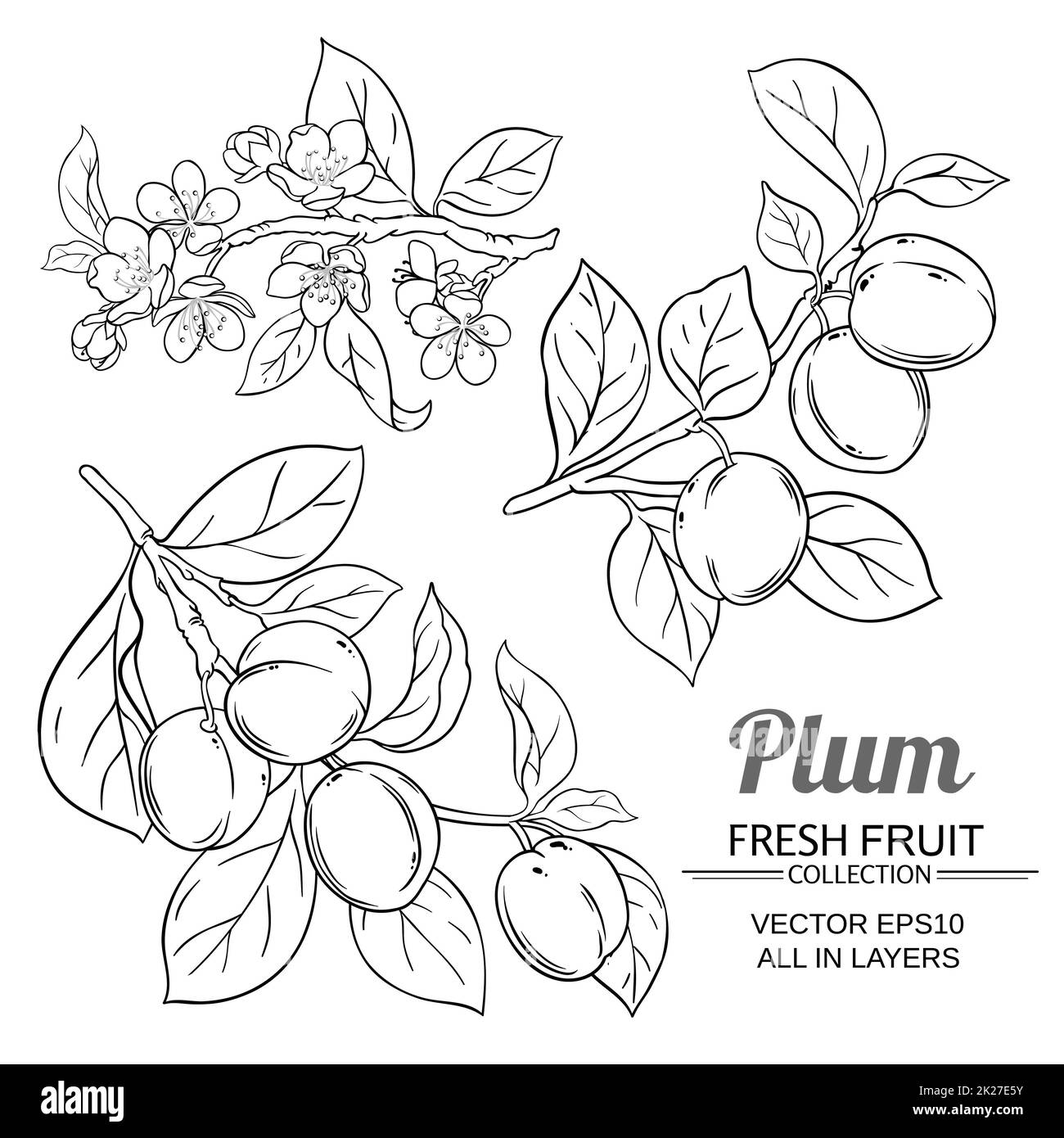 ensemble de branches de prune Banque D'Images