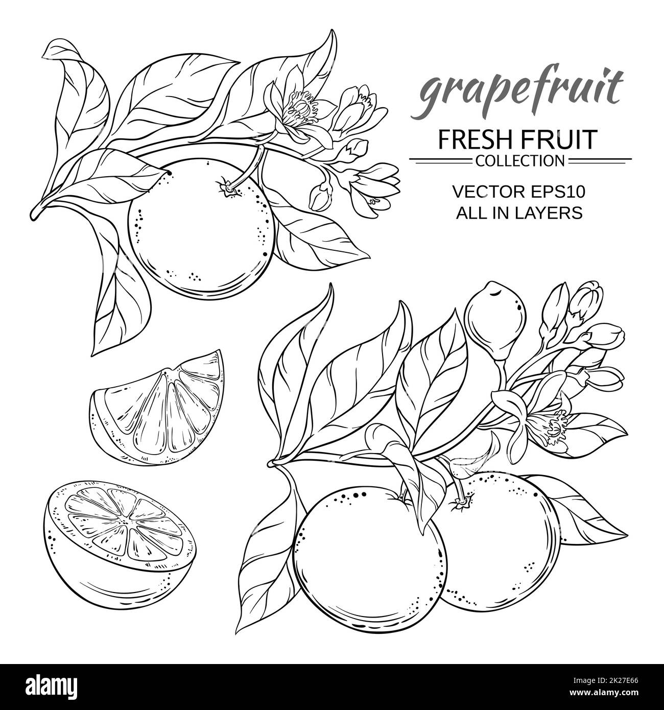 ensemble de vecteurs de pamplemousse Banque D'Images