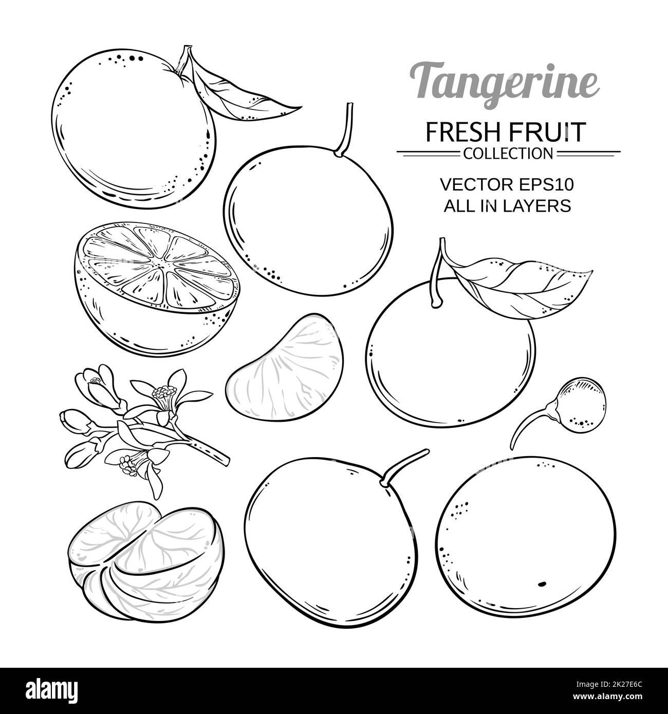 vecteur de fruits tangerine Banque D'Images