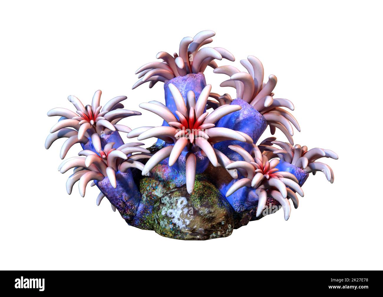 Le Rendu 3D Coral on White Banque D'Images