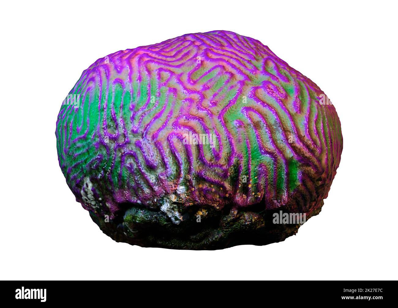Le Rendu 3D Coral on White Banque D'Images