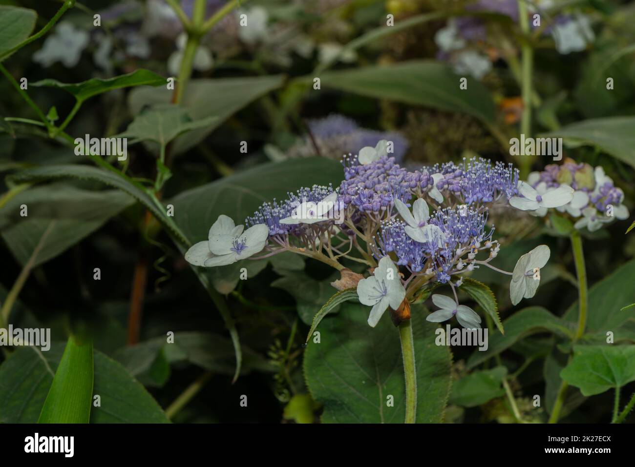 un gros plan d'une fleur Banque D'Images