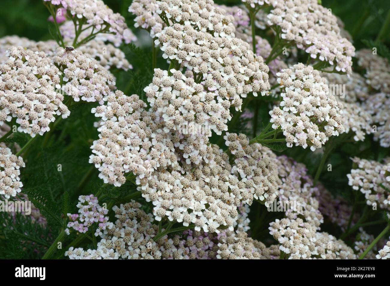 Fleurs de Yarroew Banque D'Images