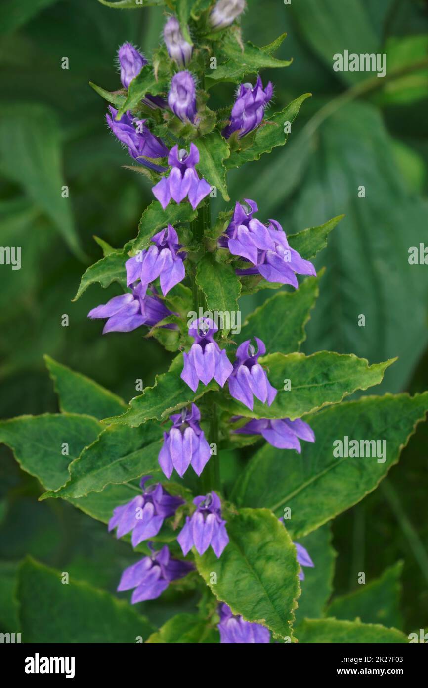 Gros plan sur la fleur cardinale bleue Banque D'Images