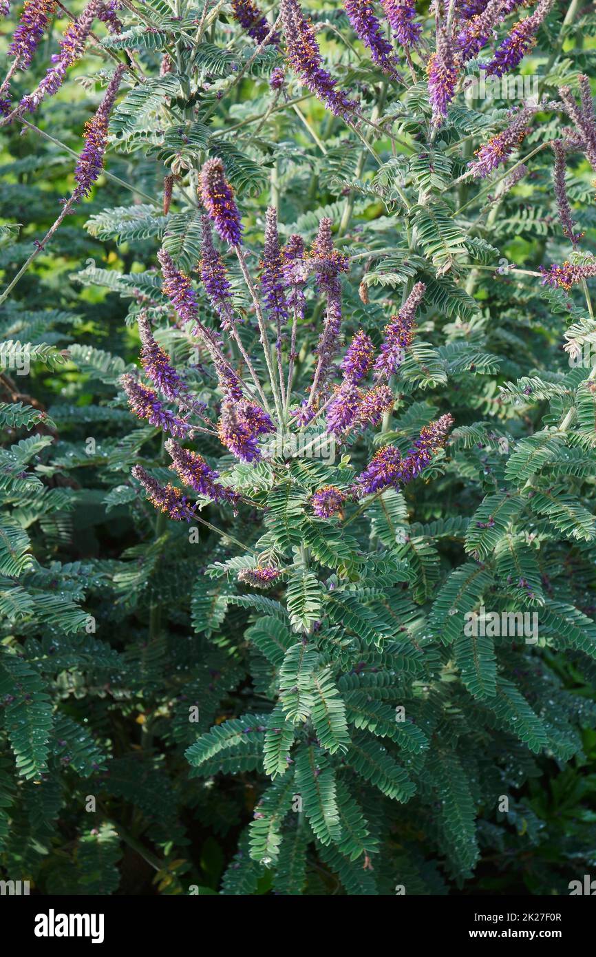 Image de Leadplant en fleur Banque D'Images