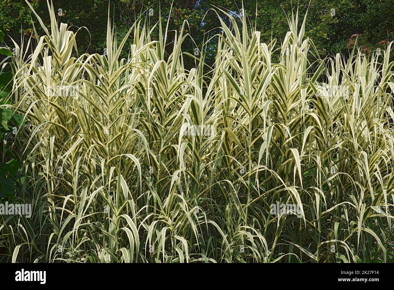 Image de plusieurs plantes à roseau géantes à rayures Banque D'Images