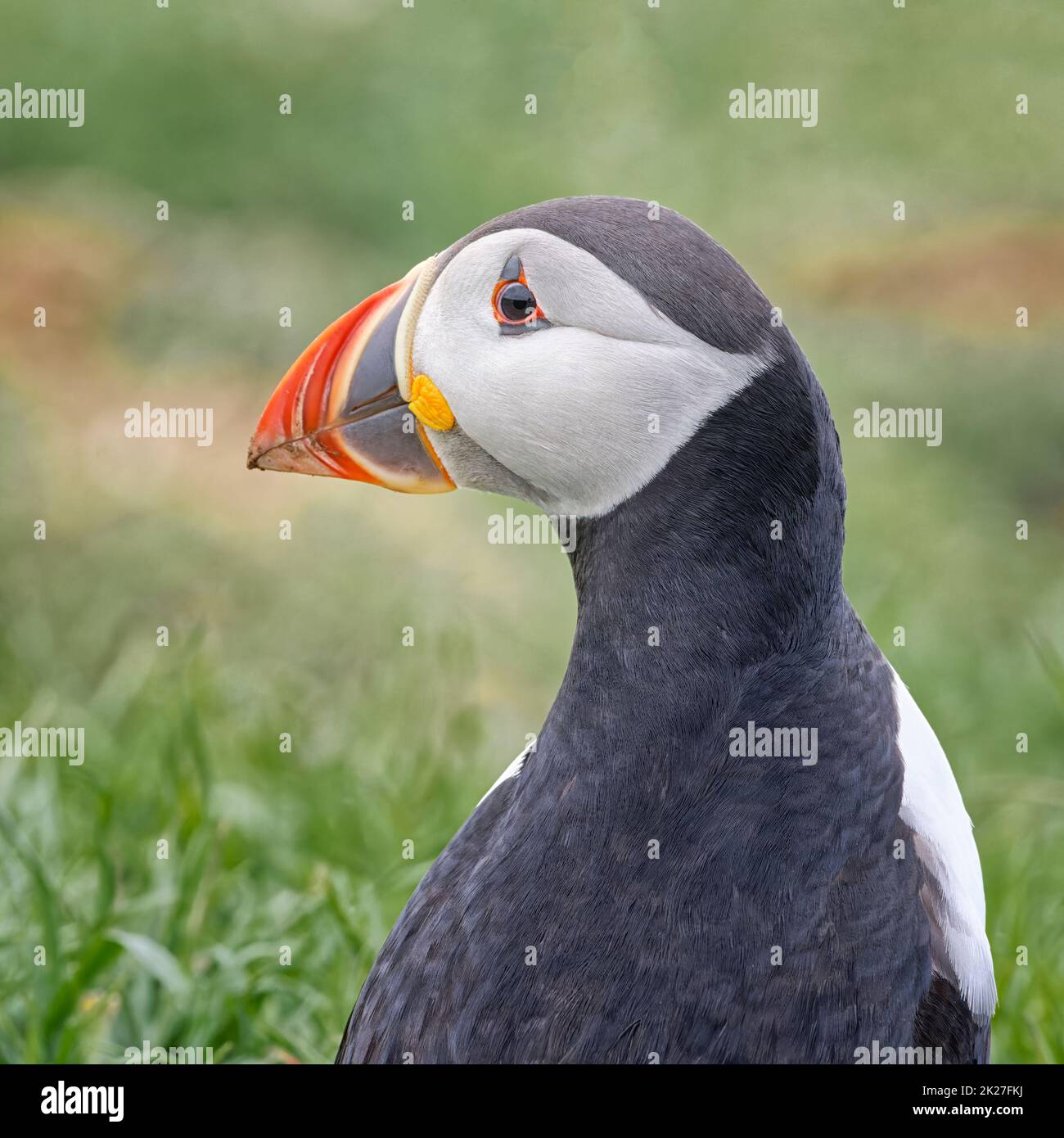 Puffin gros plan Portrait sur Lunga, Écosse, avec fond d'herbe Banque D'Images