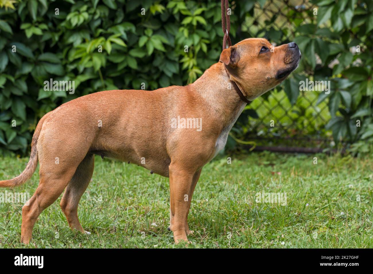 Chien de taureau anglais staffordshire, portrait d'animal de compagnie. Banque D'Images