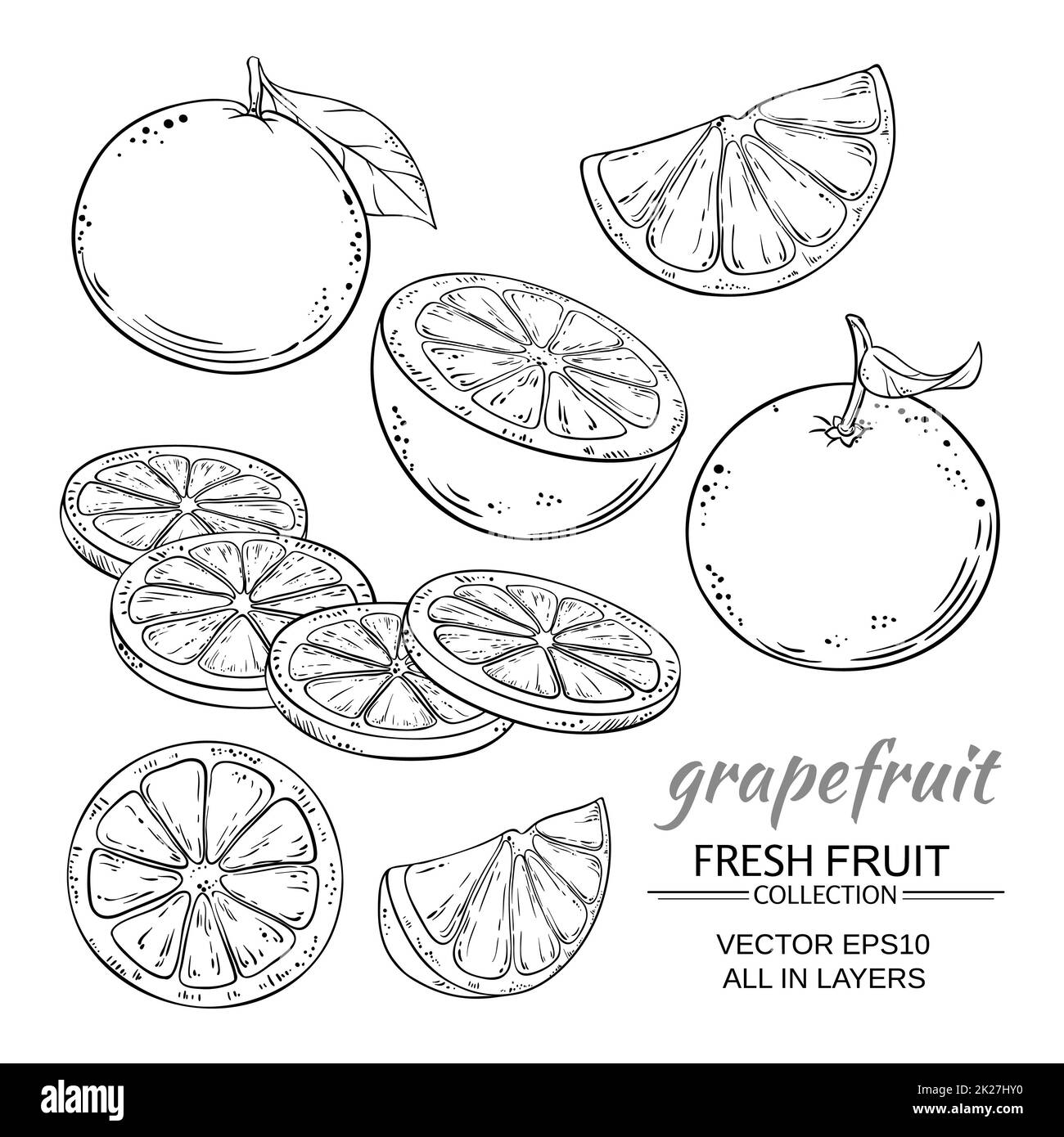 ensemble de vecteurs de pamplemousse Banque D'Images
