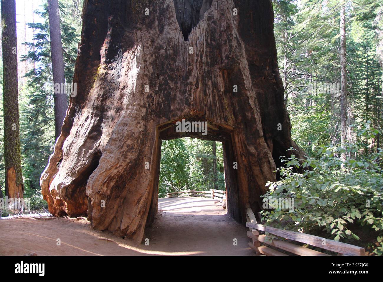 Le grand trou dans le grand Sequoia dans le parc national de Yosemite Banque D'Images