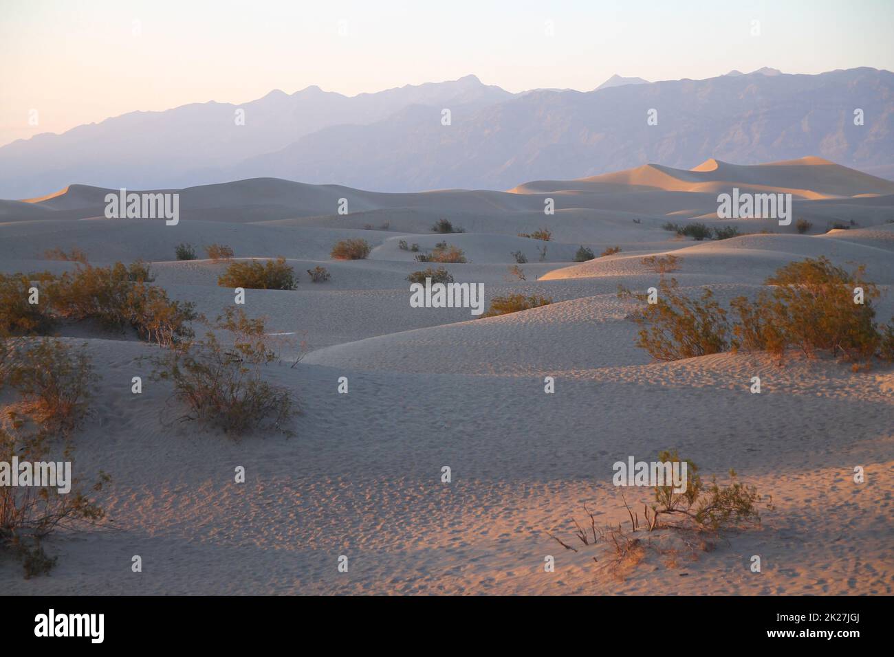 Mesquite Flat Dunes avec les montagnes à l'arrière pendant un coucher de soleil rose dans le désert de la Vallée de la mort Banque D'Images