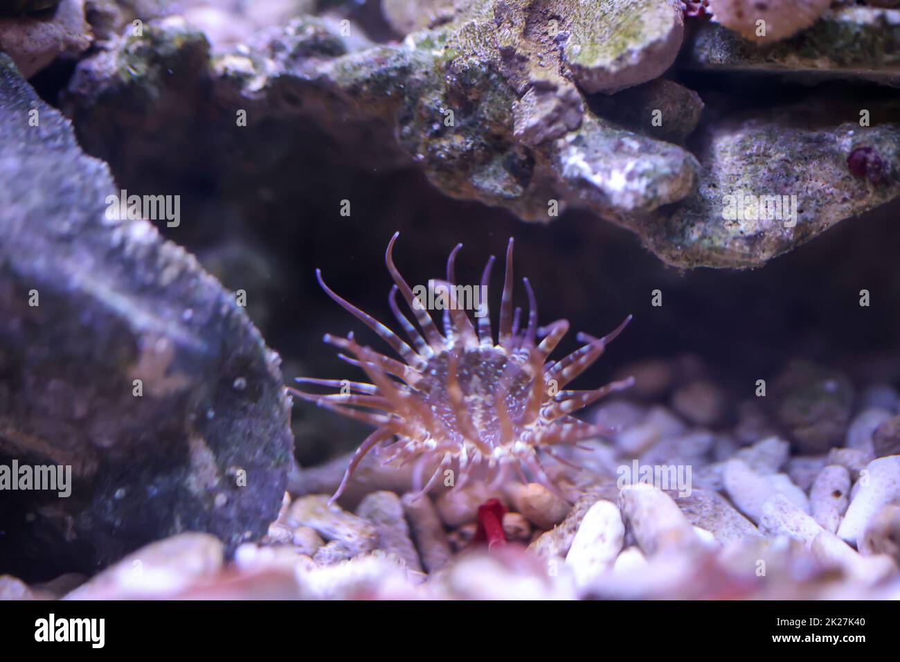 Une rose de verre dans l'aquarium d'eau de mer. Aiptasia sont des anémones. Banque D'Images