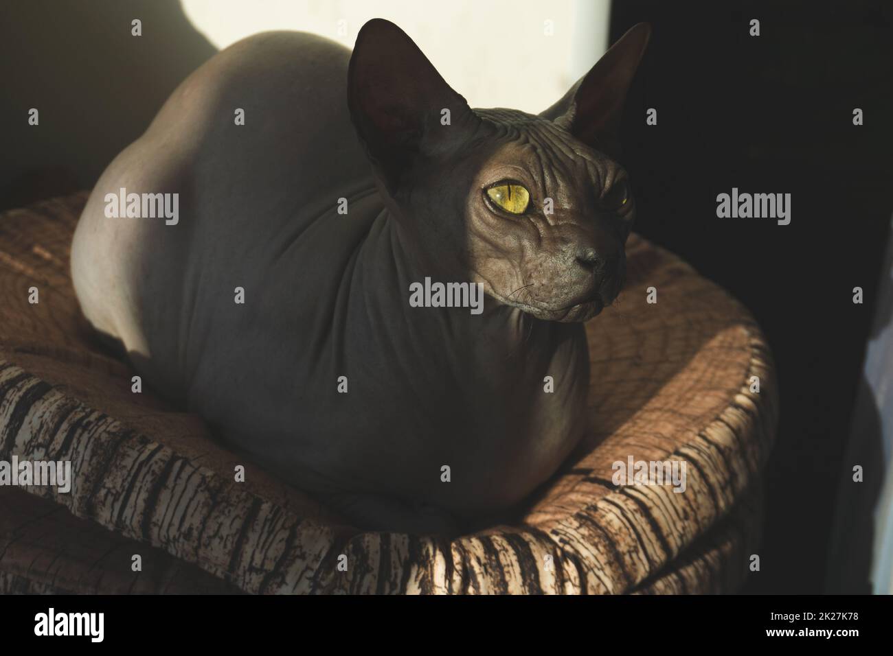 Sphynx chat sans poils. animal domestique. animal de race Banque D'Images
