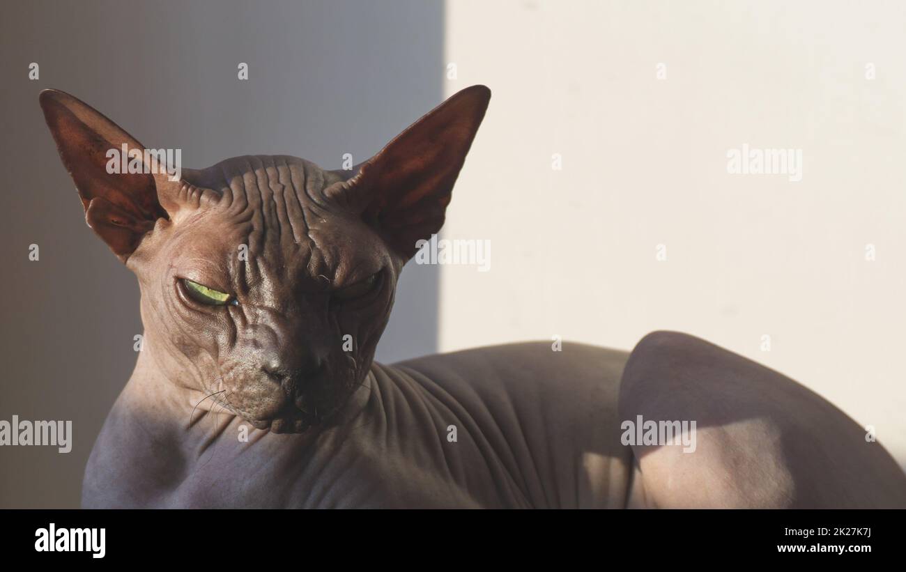 Le chat sans poils Sphynx se repose. animal de compagnie de race pure. animal domestique Banque D'Images