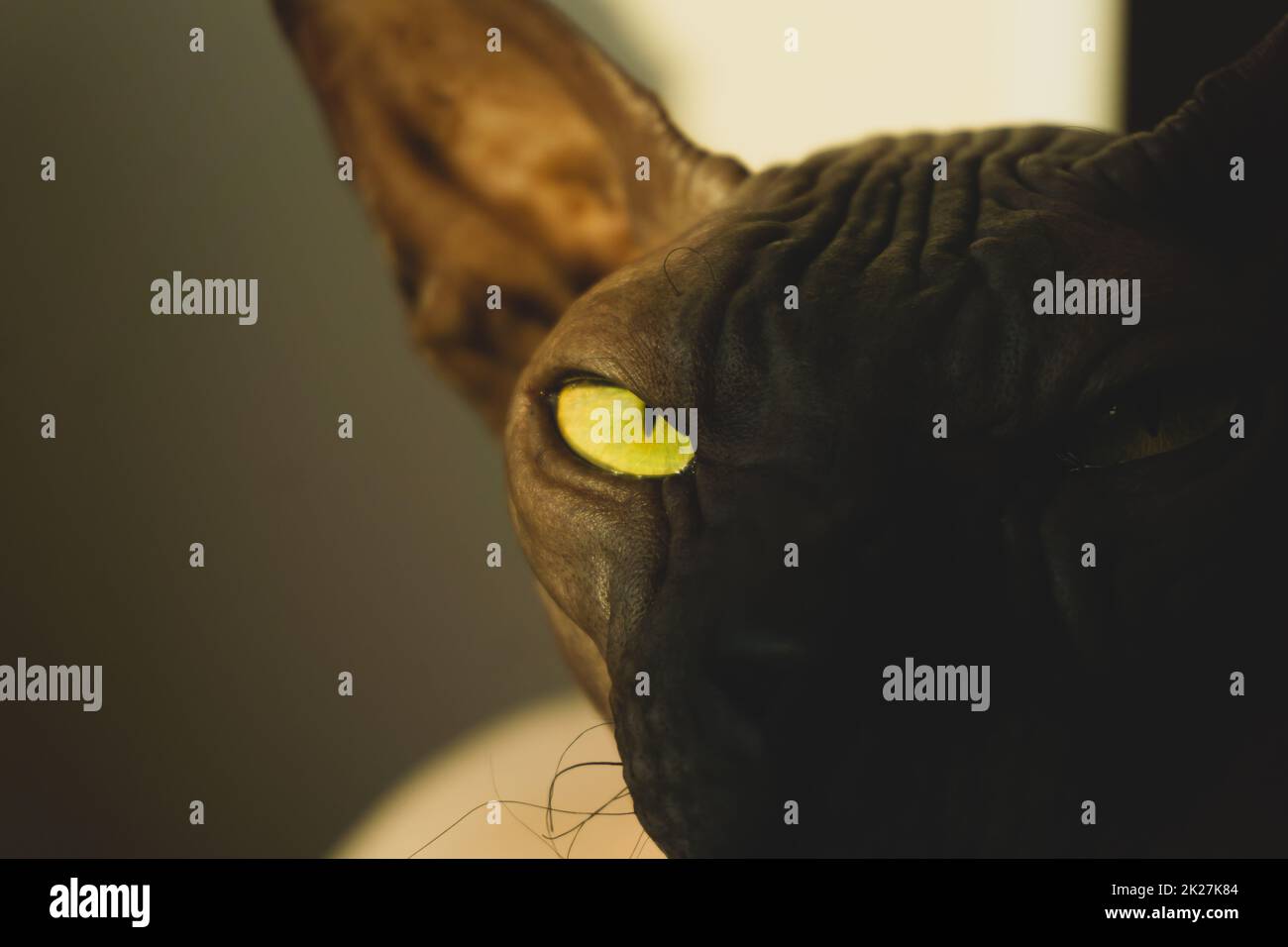 Œil de chat en gros plan. sphynx chat sans poils. animal domestique Banque D'Images