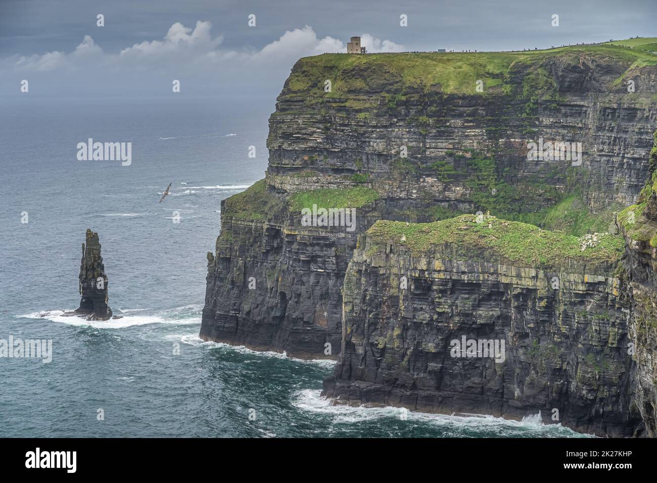 Fulmar volant entre la pile de mer et la tour OBriens, falaises de Moher, Irlande Banque D'Images
