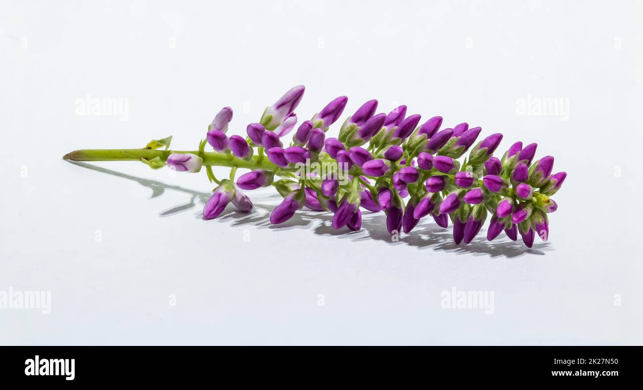 Micro fleurs Banque D'Images