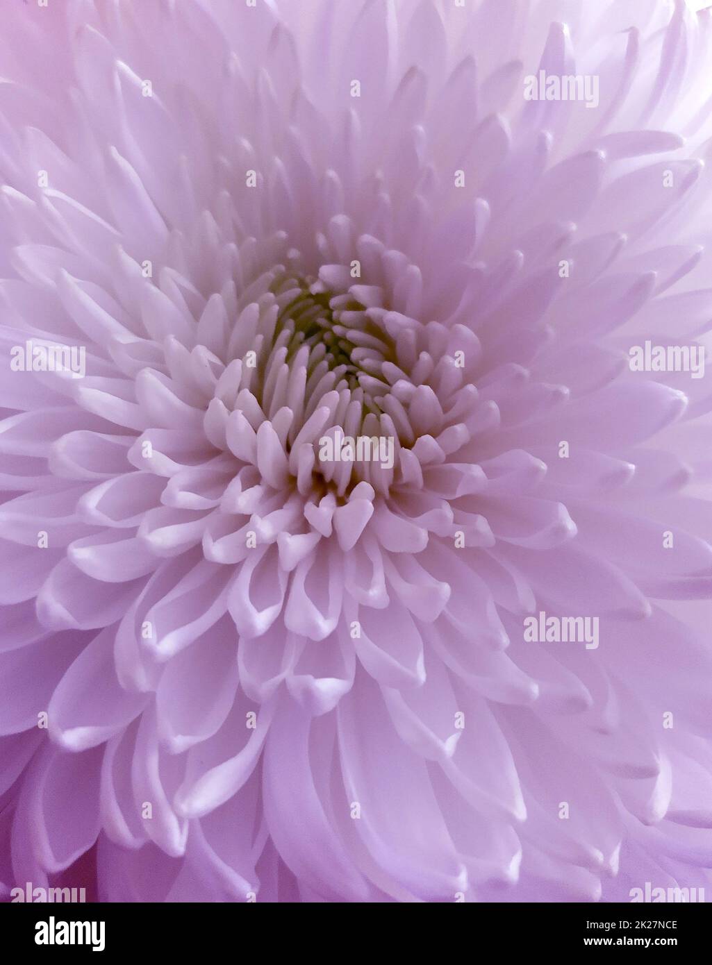 Fleur de chrysanthème en gros plan Banque D'Images