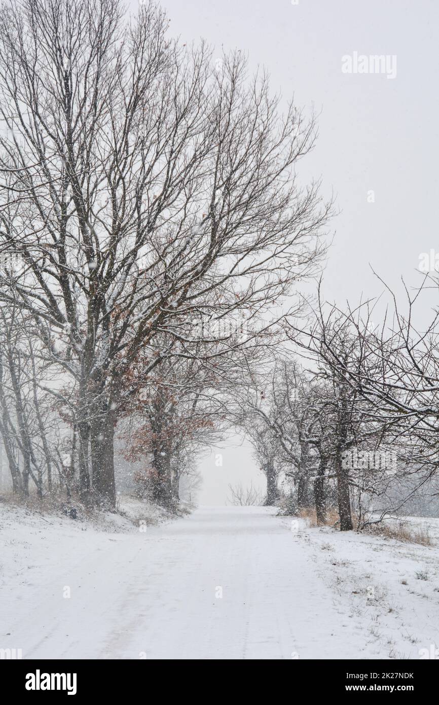 Un chemin enneigé à travers les arbres en forte chute de neige Banque D'Images