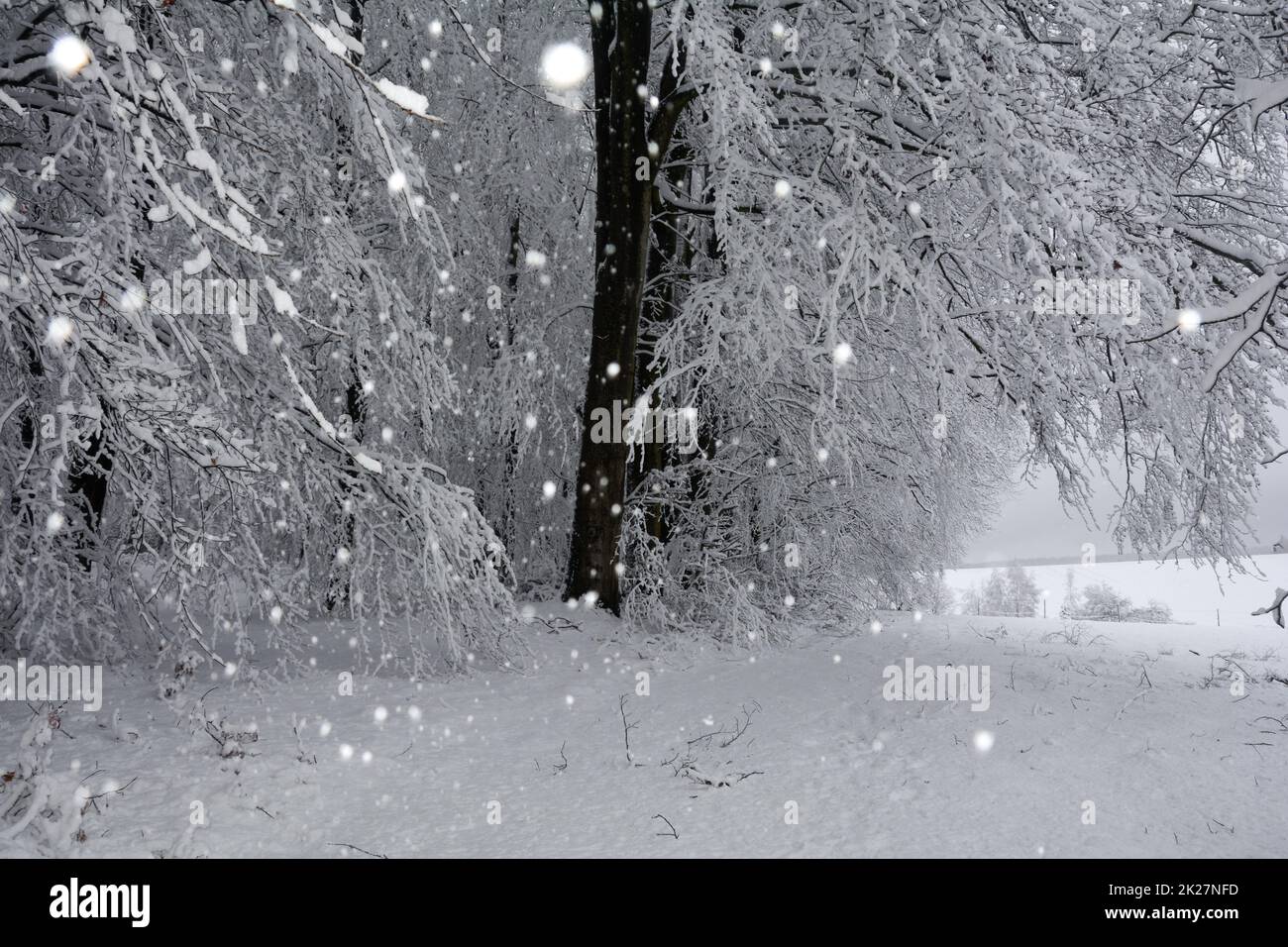 Arbres enneigés dans un paysage hivernal par chute de neige Banque D'Images