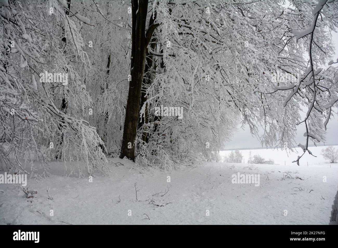 Arbres enneigés dans un paysage Banque D'Images