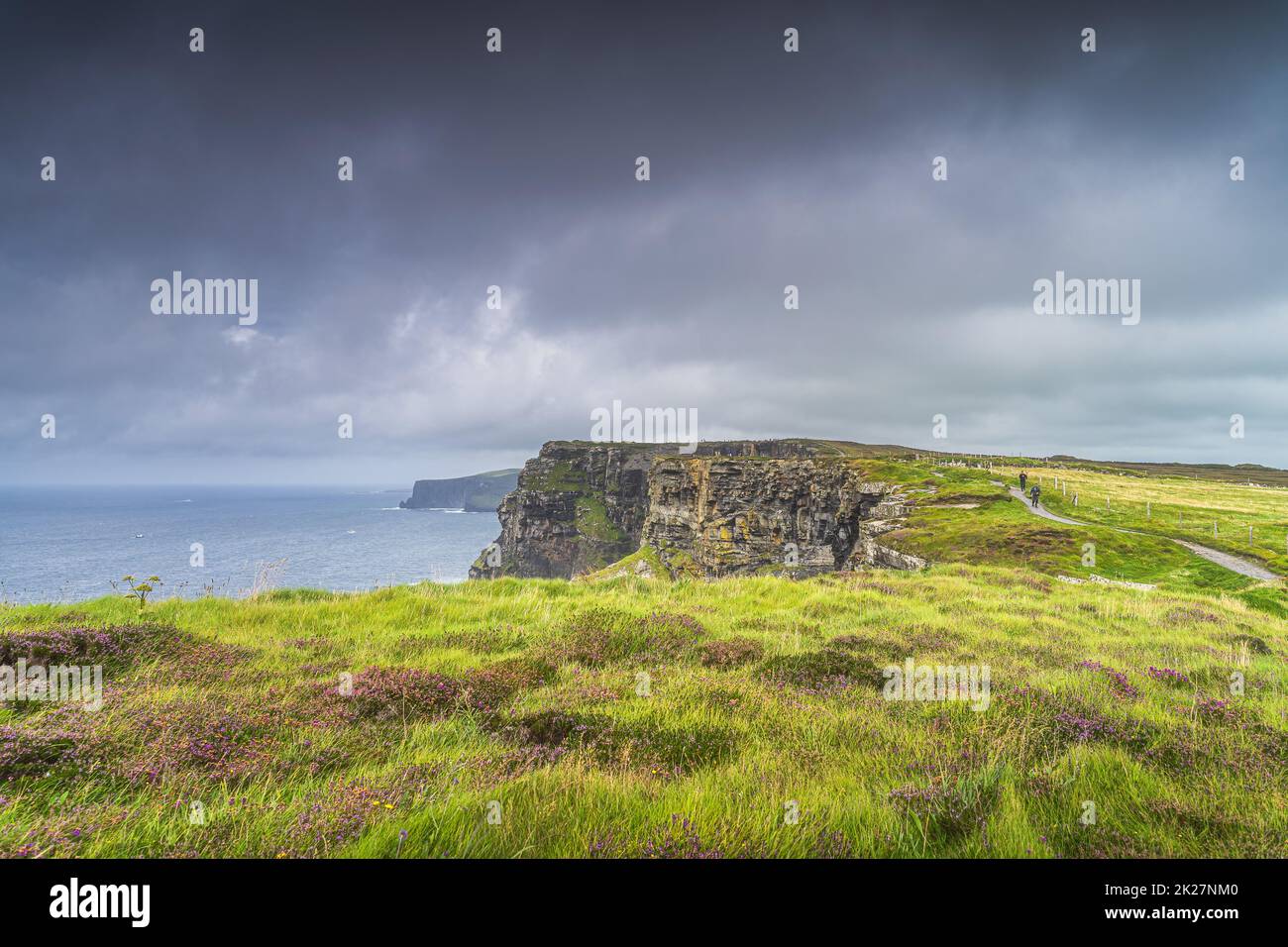La bruyère pourpre grandit sur le sommet des falaises emblématiques de Moher, en Irlande Banque D'Images