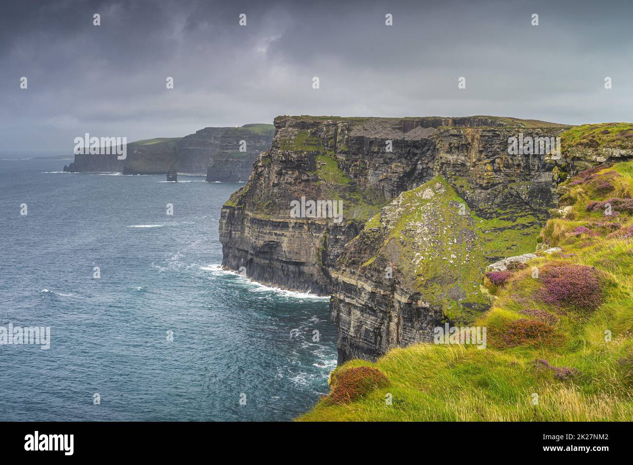 Bruyère colorée en pleine croissance au bord des falaises emblématiques de Moher, en Irlande Banque D'Images