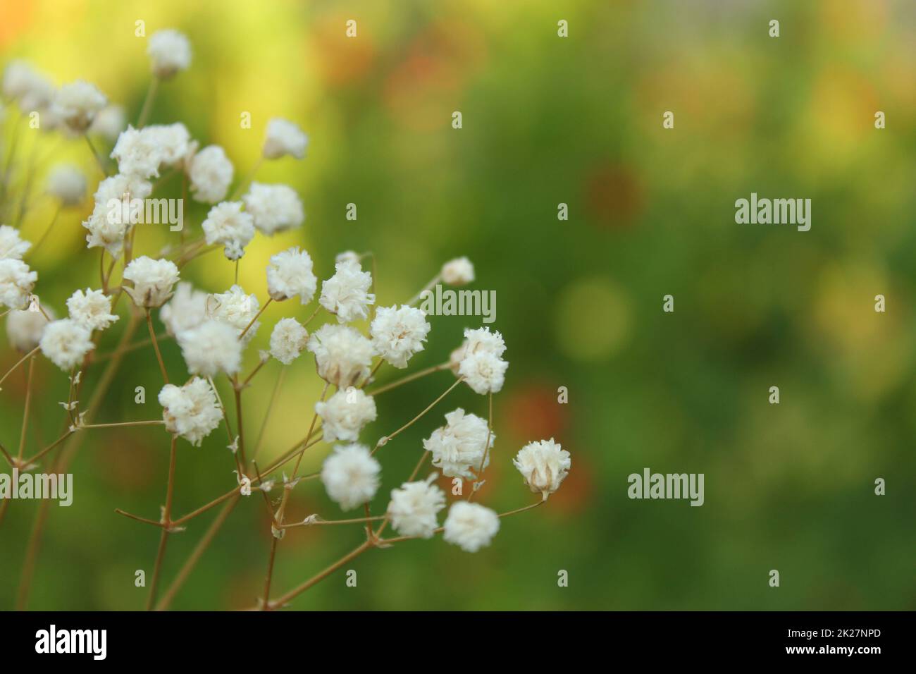 Fleurs à souffle séchées de bébé avec fond vert de jardin Banque D'Images